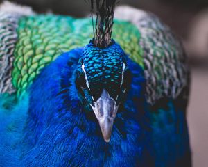 Preview wallpaper peacock, bird, beak, color, feathering
