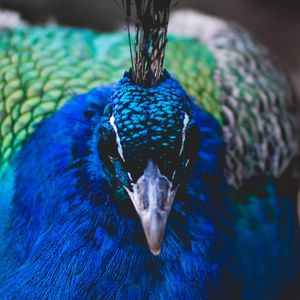 Preview wallpaper peacock, bird, beak, color, feathering