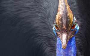 Preview wallpaper peacock, bird, beak, feathers