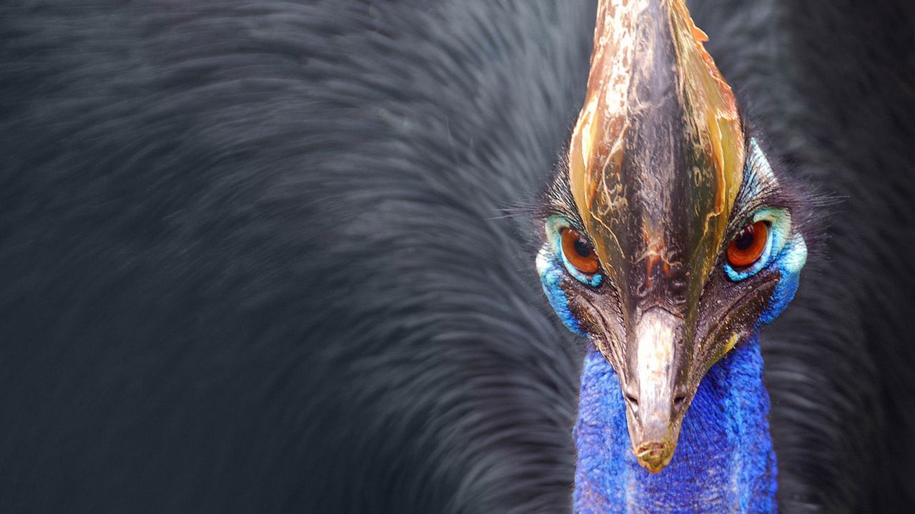 Wallpaper peacock, bird, beak, feathers