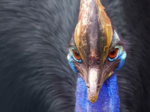 Preview wallpaper peacock, bird, beak, feathers