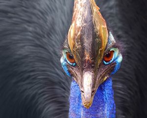 Preview wallpaper peacock, bird, beak, feathers