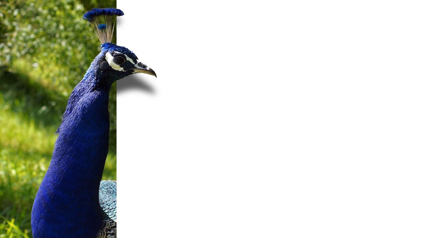 Download wallpaper 1366x768 peacock, bird, color tablet, laptop hd  background