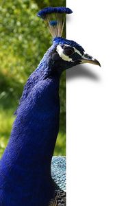 Preview wallpaper peacock, bird, color
