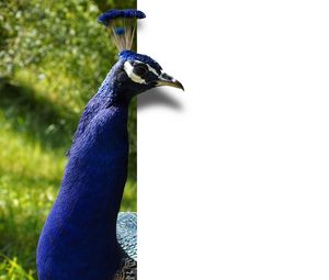 Preview wallpaper peacock, bird, color