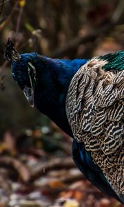 Preview wallpaper peacock, bird, feathers, color, bright