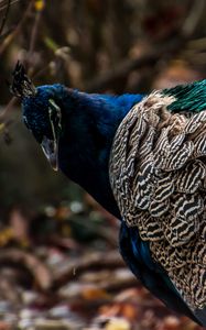 Preview wallpaper peacock, bird, feathers, color, bright