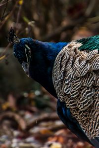 Preview wallpaper peacock, bird, feathers, color, bright