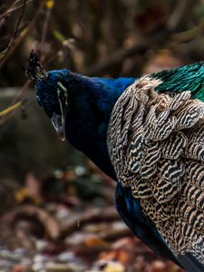 Preview wallpaper peacock, bird, feathers, color, bright