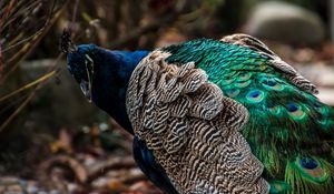 Preview wallpaper peacock, bird, feathers, color, bright