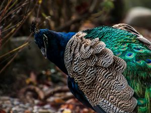 Preview wallpaper peacock, bird, feathers, color, bright