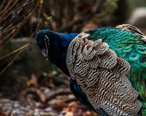 Preview wallpaper peacock, bird, feathers, color, bright