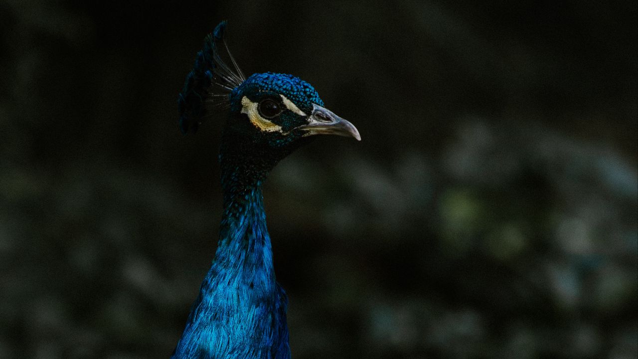 Wallpaper peacock, bird, feathers, color