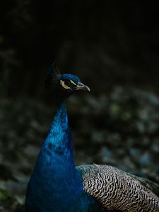 Preview wallpaper peacock, bird, feathers, color