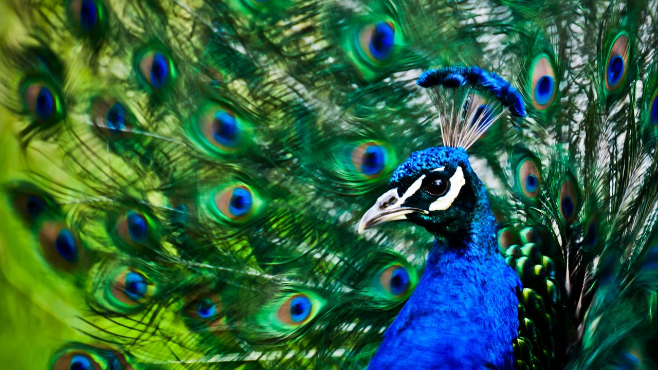 Wallpaper peacock, bird, feathers, pattern