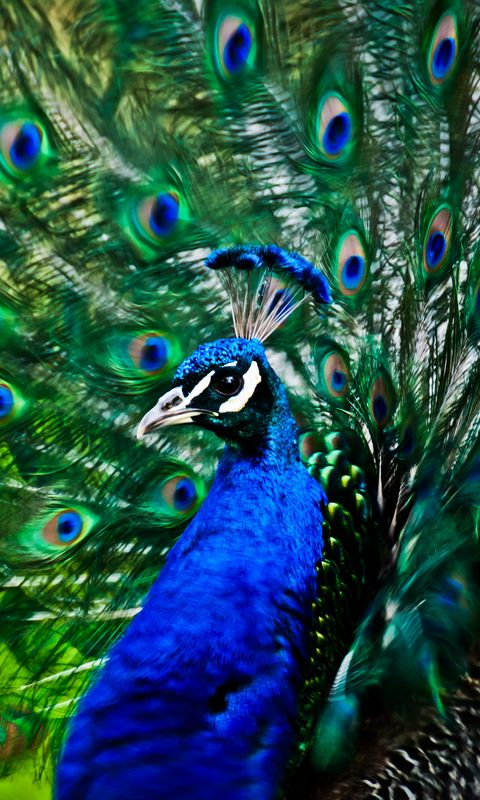 480x800 Wallpaper peacock, bird, feathers, pattern