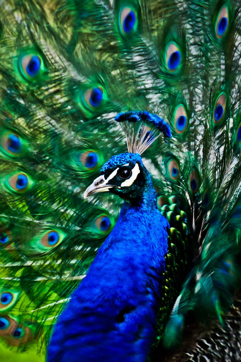 800x1200 Wallpaper peacock, bird, feathers, pattern