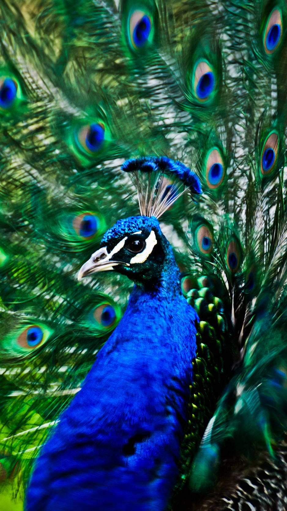 5,927 Peacock Wallpaper Stock Photos - Free & Royalty-Free Stock Photos  from Dreamstime