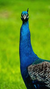 Preview wallpaper peacock, bird, feathers, pattern, beak
