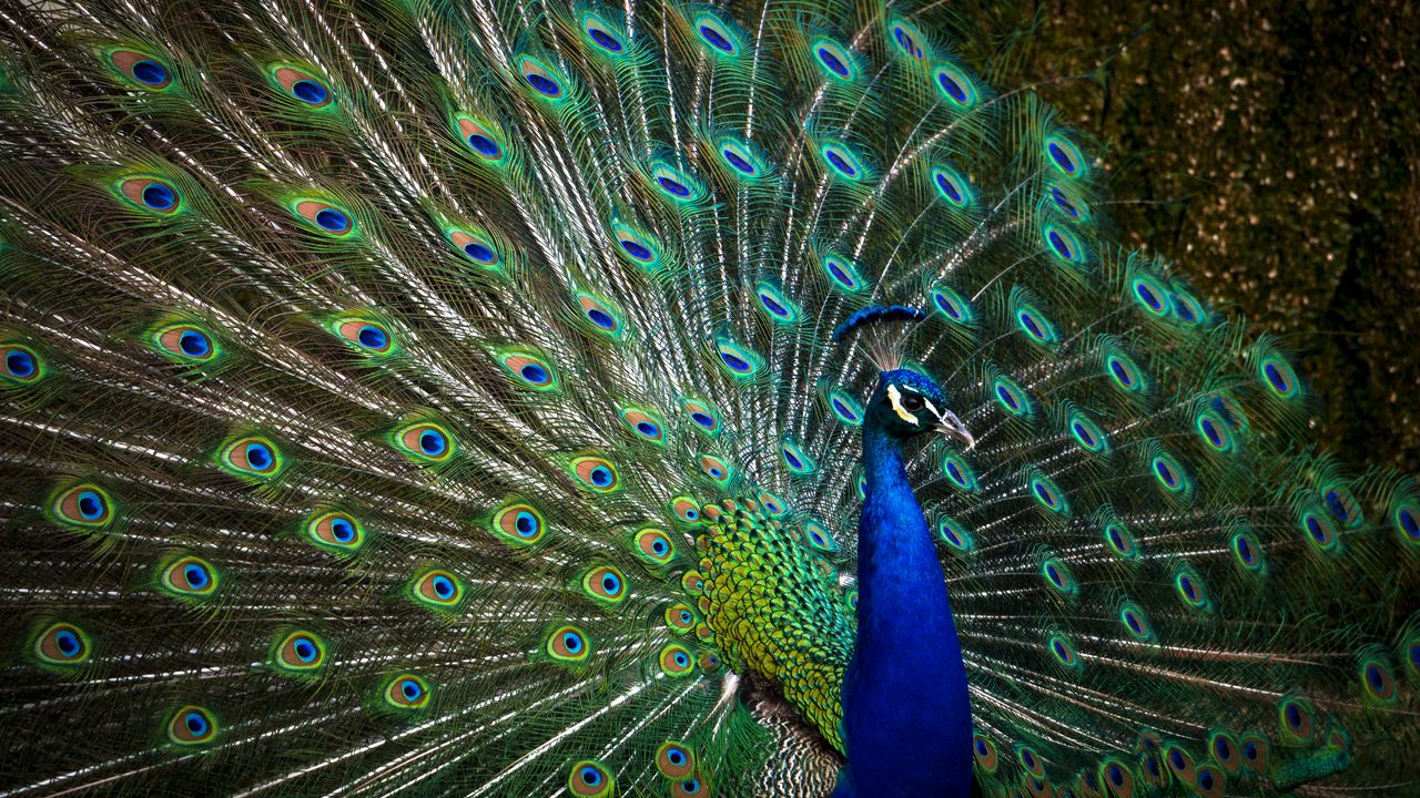 Wallpaper peacock, bird, feathers
