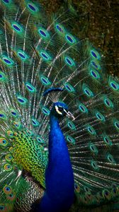 Preview wallpaper peacock, bird, feathers