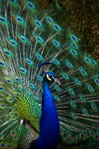 Preview wallpaper peacock, bird, feathers