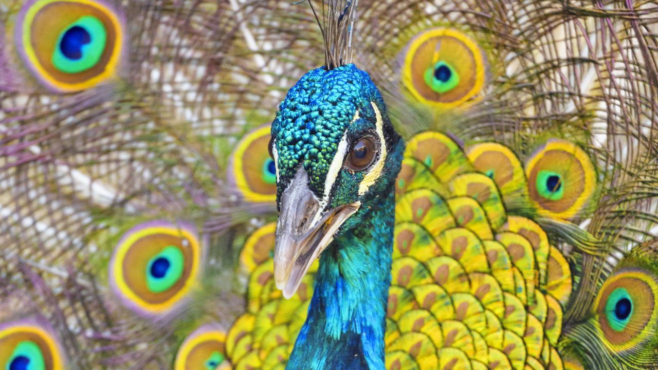 Wallpaper peacock, bird, feathers, bright, pattern