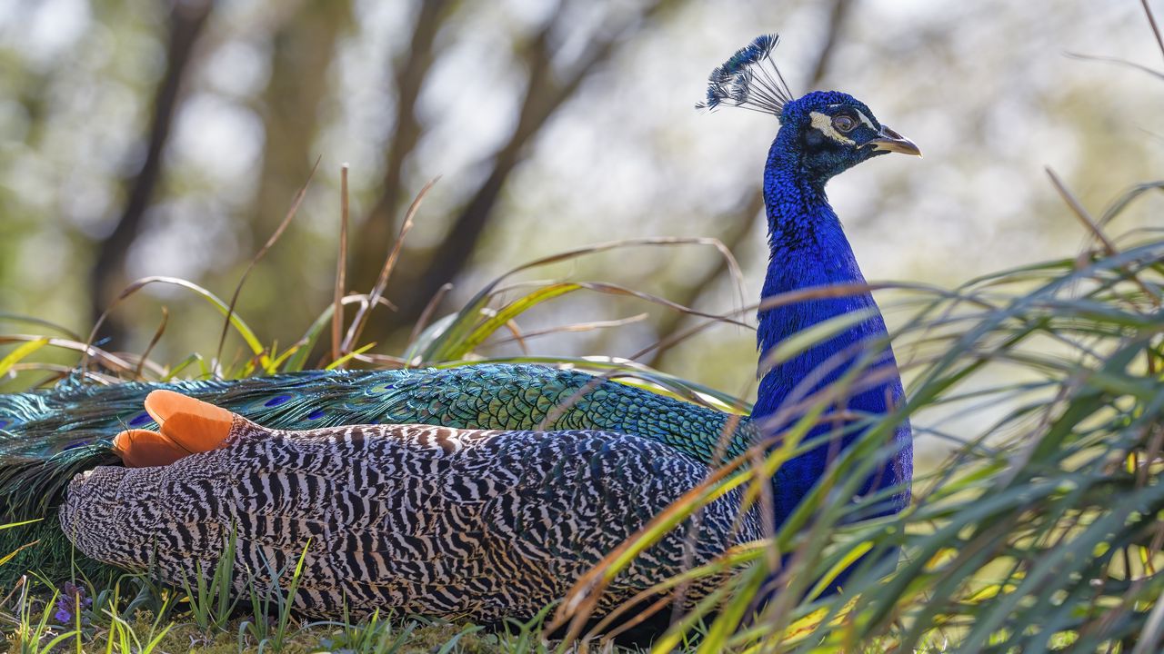 Wallpaper peacock, bird, feathers, bright