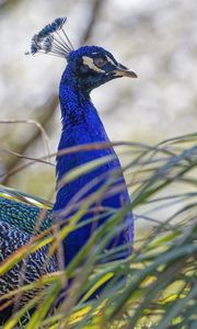 Preview wallpaper peacock, bird, feathers, bright