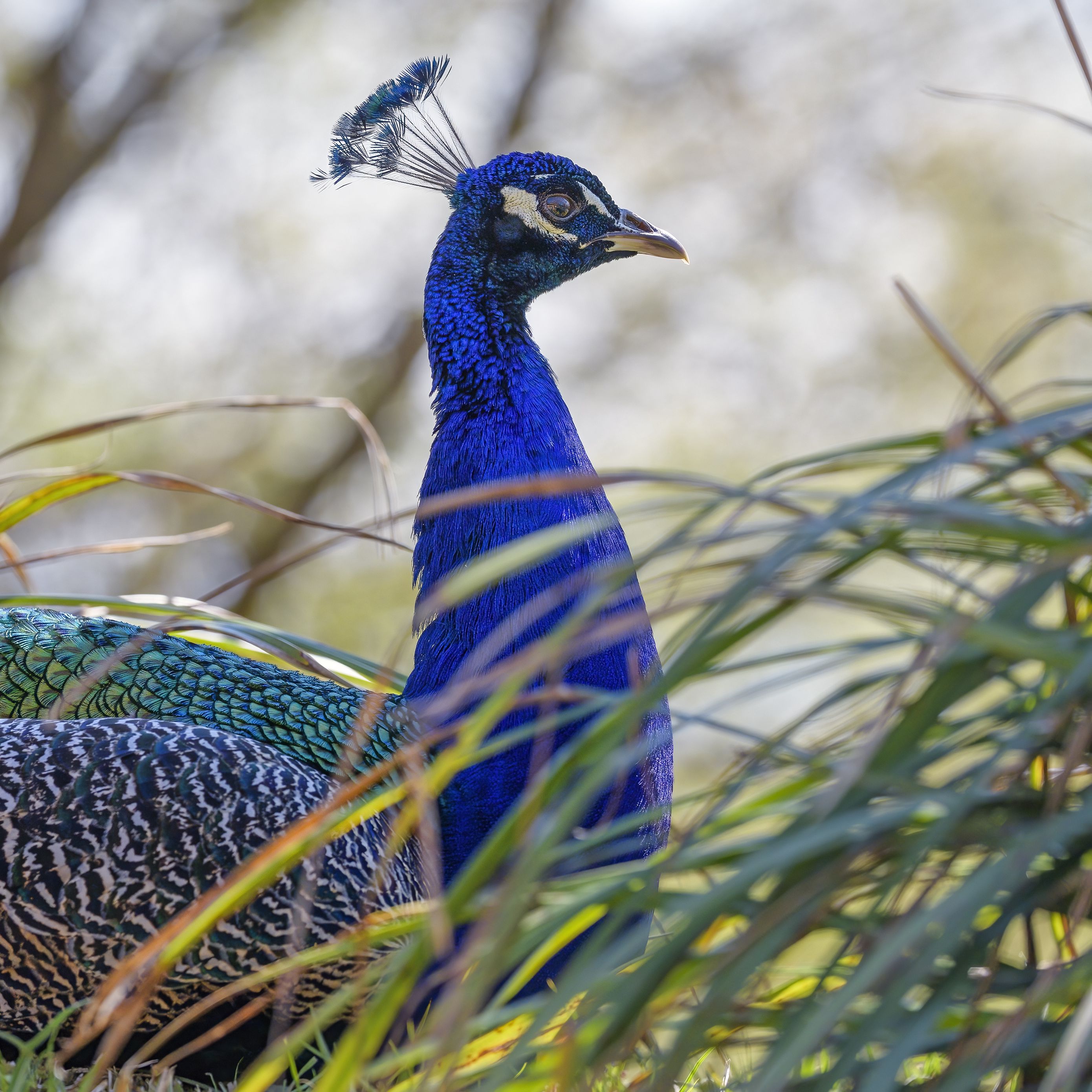 Download wallpaper 2780x2780 peacock, bird, feathers, bright ipad