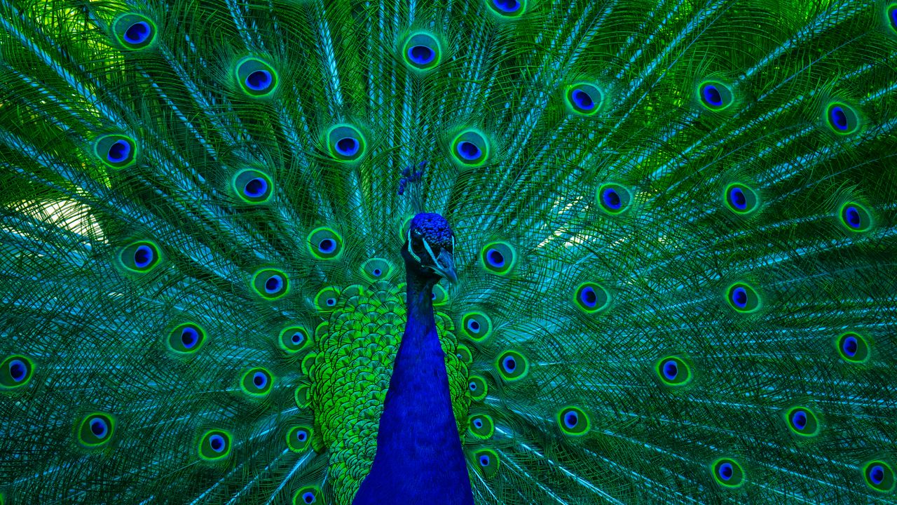 Wallpaper peacock, bird, feathers, blue