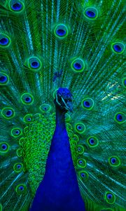 Preview wallpaper peacock, bird, feathers, blue