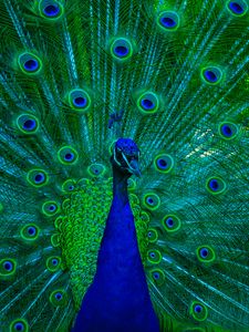 Peacock old mobile, cell phone, smartphone wallpapers hd, desktop  backgrounds 240x320, images and pictures