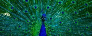 Preview wallpaper peacock, bird, feathers, blue