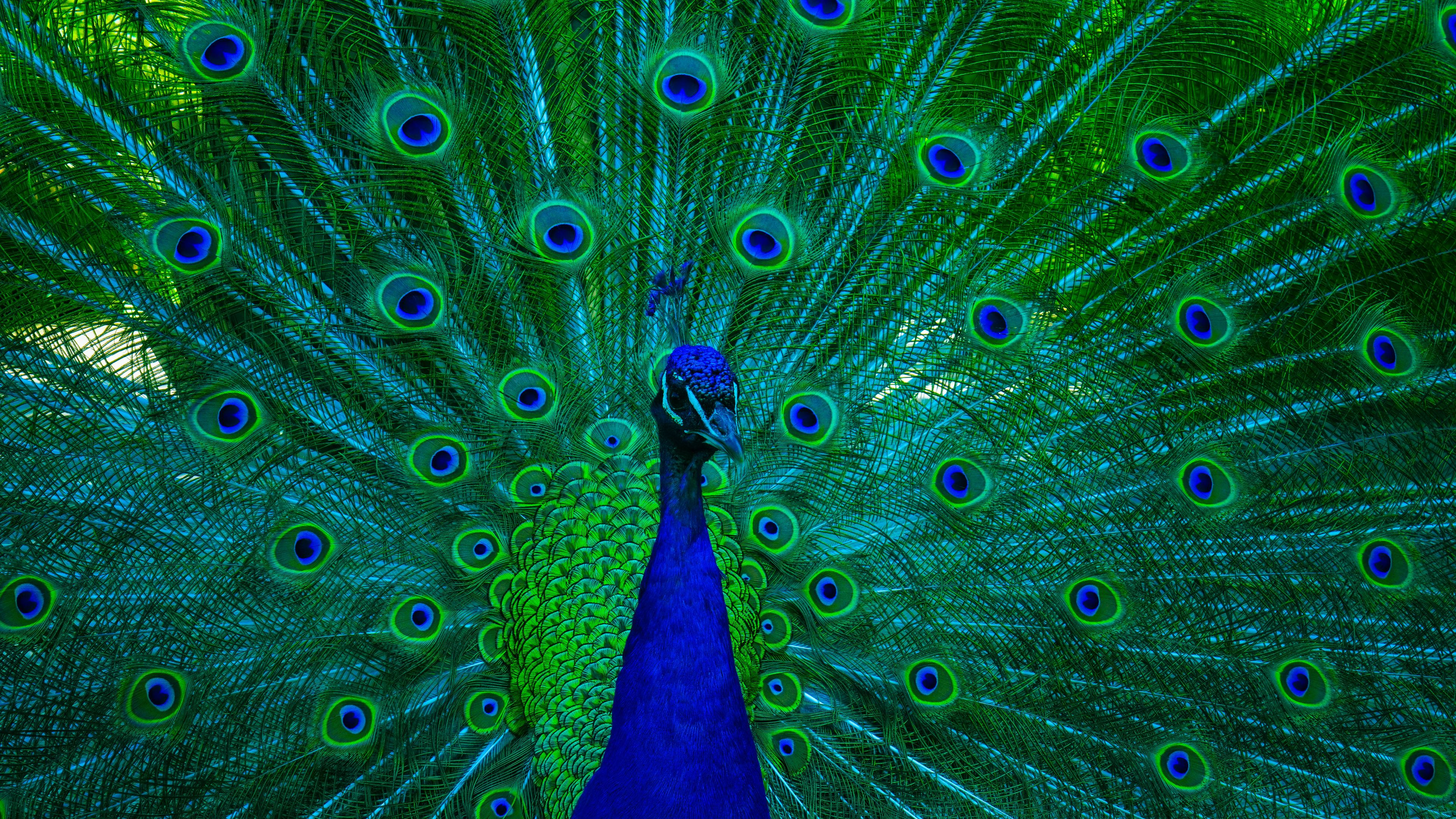 Peacock wallpaper hires stock photography and images  Alamy