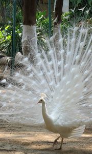 Preview wallpaper peacock, bird, feathers, male, mating period