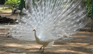 Preview wallpaper peacock, bird, feathers, male, mating period