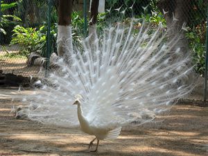 Preview wallpaper peacock, bird, feathers, male, mating period