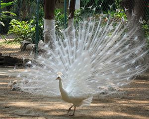 Preview wallpaper peacock, bird, feathers, male, mating period