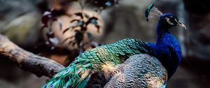 Preview wallpaper peacock, bird, feathers, branch