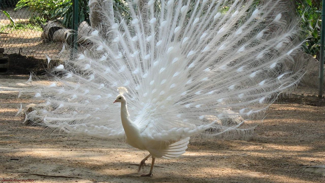 Wallpaper peacock, bird, feathers, male, mating period hd, picture, image