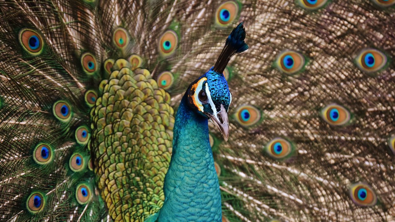 Wallpaper peacock, bird, plumage