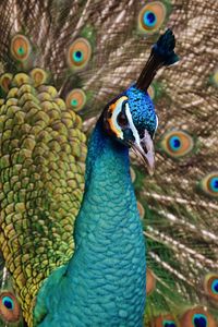 Preview wallpaper peacock, bird, plumage
