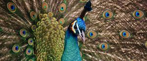 Preview wallpaper peacock, bird, plumage