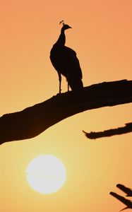 Preview wallpaper peacock, bird, silhouette, sunset, branch