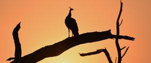 Preview wallpaper peacock, bird, silhouette, sunset, branch