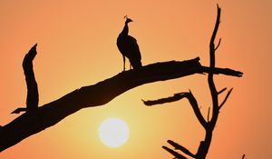 Preview wallpaper peacock, bird, silhouette, sunset, branch