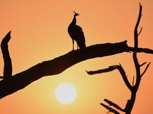 Preview wallpaper peacock, bird, silhouette, sunset, branch