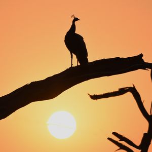 Preview wallpaper peacock, bird, silhouette, sunset, branch