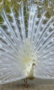 Preview wallpaper peacock, bird, tail, beautiful